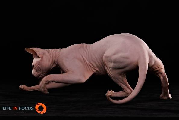 Mystiquecats White Magic - Sphynx Mâle