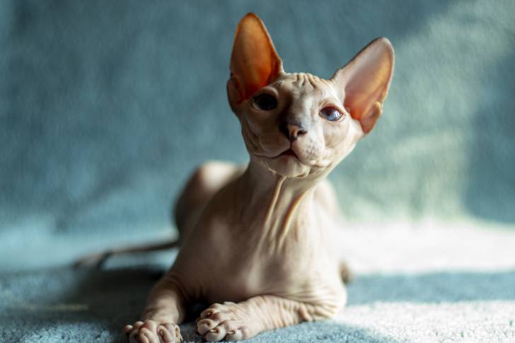 Un Sphynx blanc allongé sur un tapis bleu