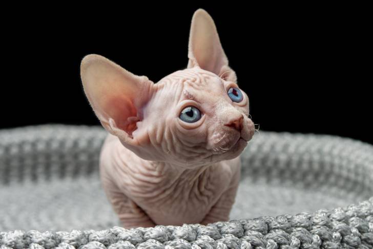 Photo Sphynx
