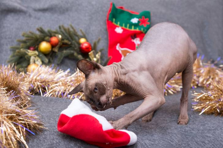 Photo Sphynx