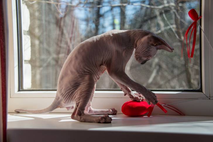 Photo Sphynx