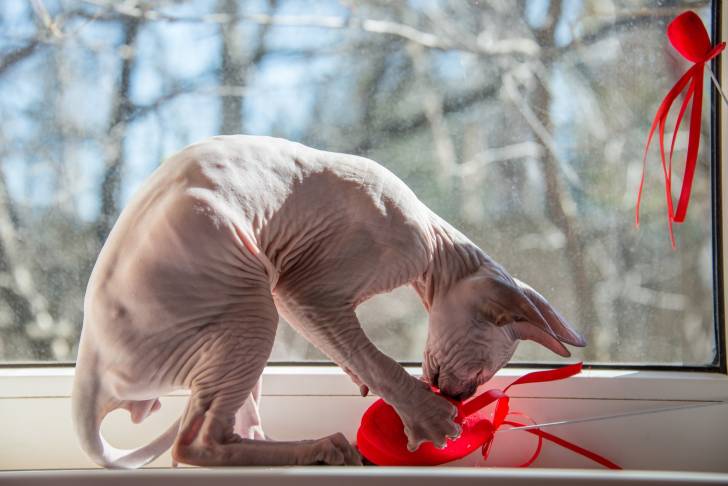Photo Sphynx