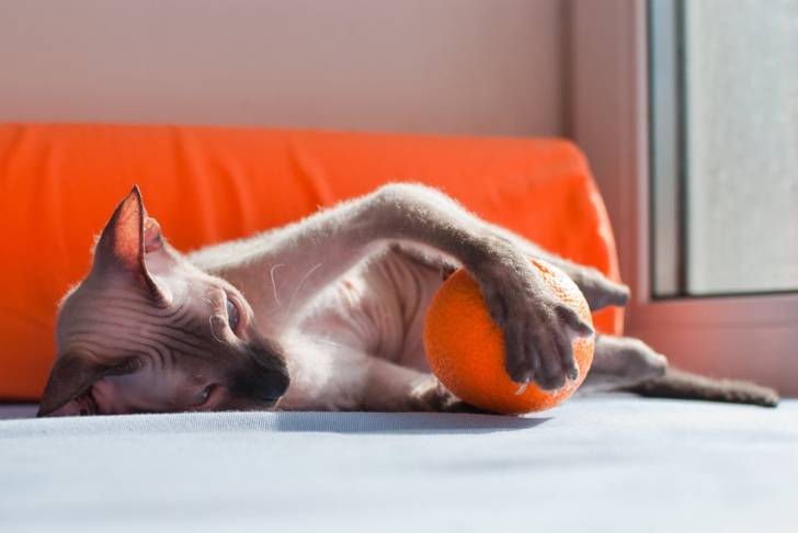 Photo Sphynx
