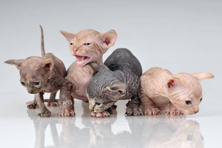 Photo Sphynx