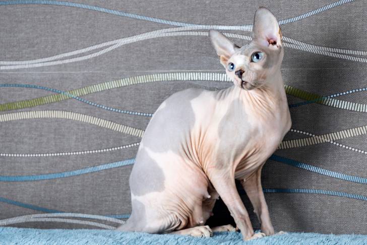 Un Sphynx bicolore aux yeux bleus