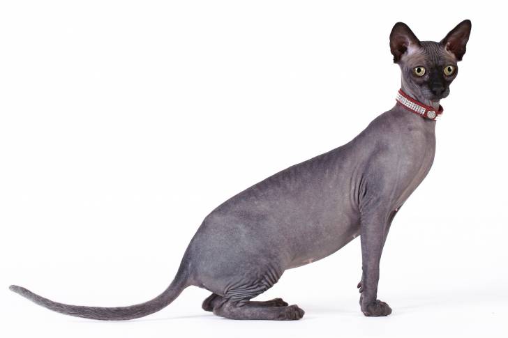 Photo Sphynx
