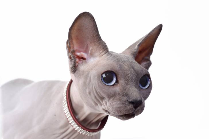 Photo Sphynx