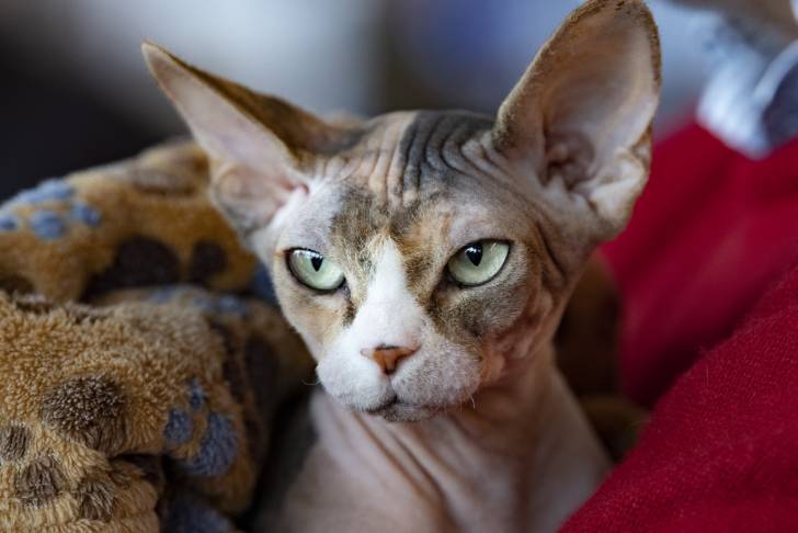 Tête d'un chat Sphynx