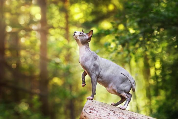 Un Sphynx se promène dans une forêt 