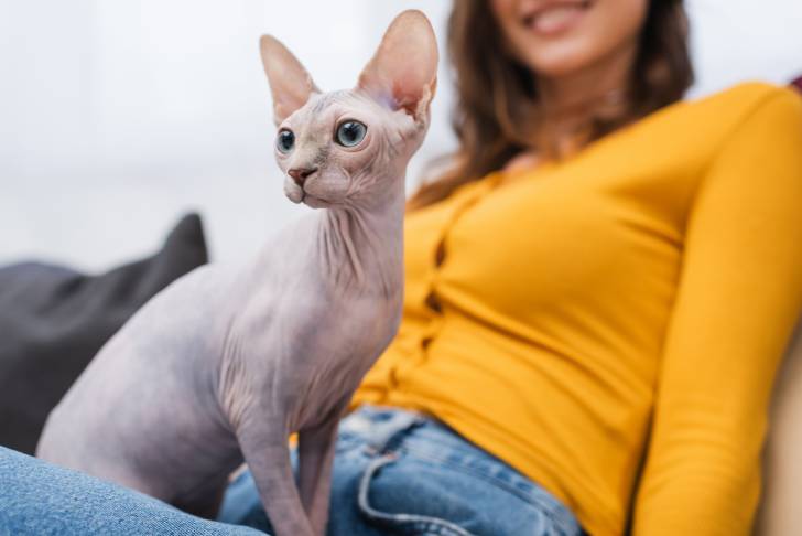 Photo Sphynx
