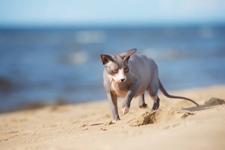 Photo Sphynx