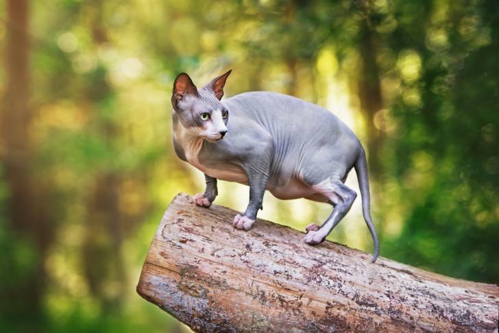Un Sphynx en train de marcher sur un tronc d'arbre
