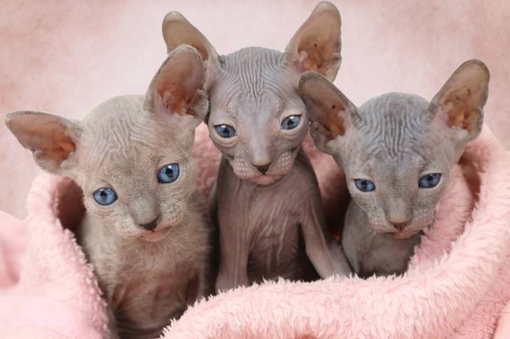 Une portée de Sphynx