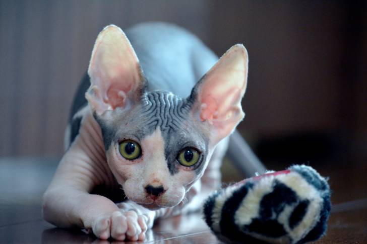 Photo Sphynx