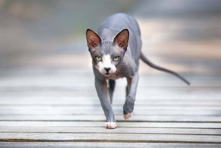 Un chat Sphynx en train de marcher sur des lattes en bois