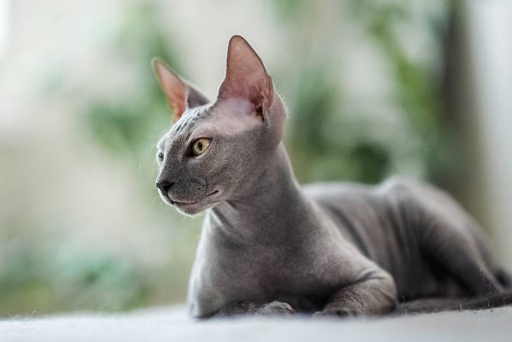 Un Sphynx allongé dans un appartement