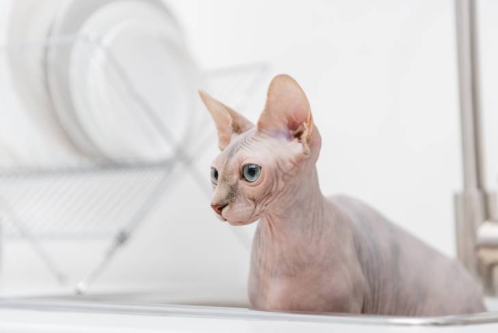 Un Sphynx assis dans une cuisine
