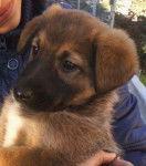 Zara - Berger Belge Laekenois (5 mois)