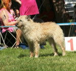 Photo Berger Belge Laekenois