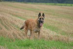 Photo Berger Belge Laekenois