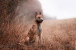 Photo Berger Belge Laekenois