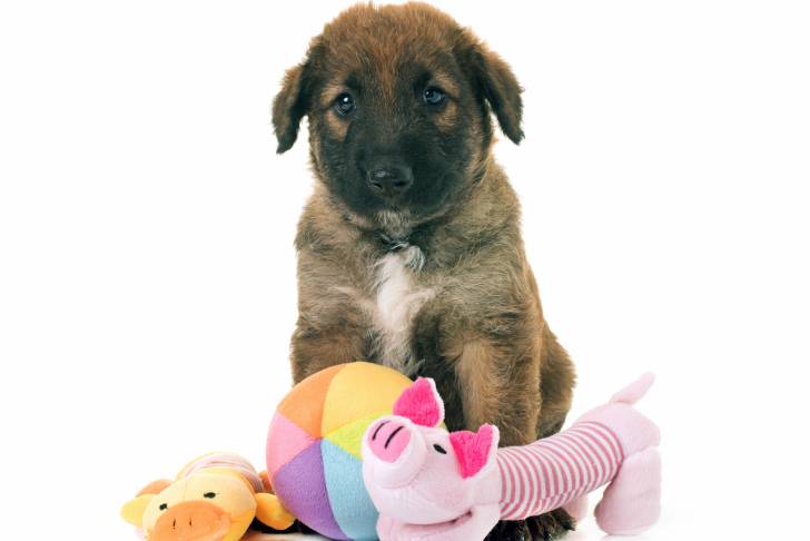 Photo Berger Belge Laekenois