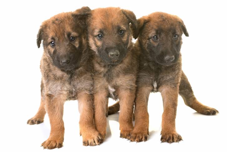 Photo Berger Belge Laekenois