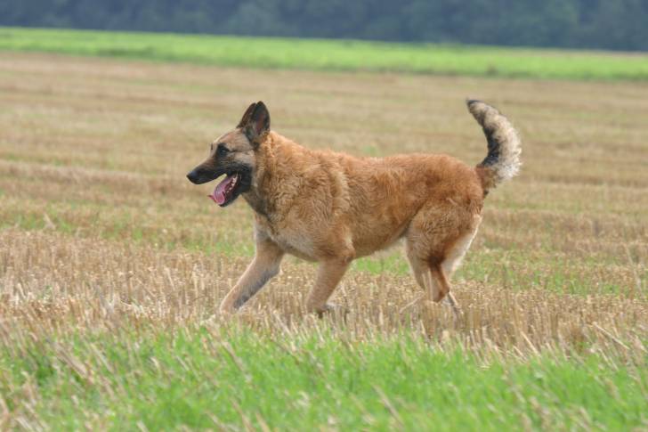 Photo Berger Belge Laekenois