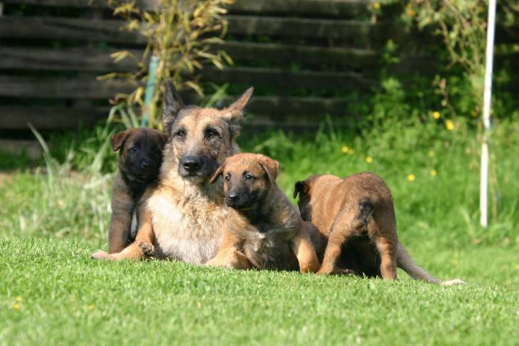 Photo Berger Belge Laekenois