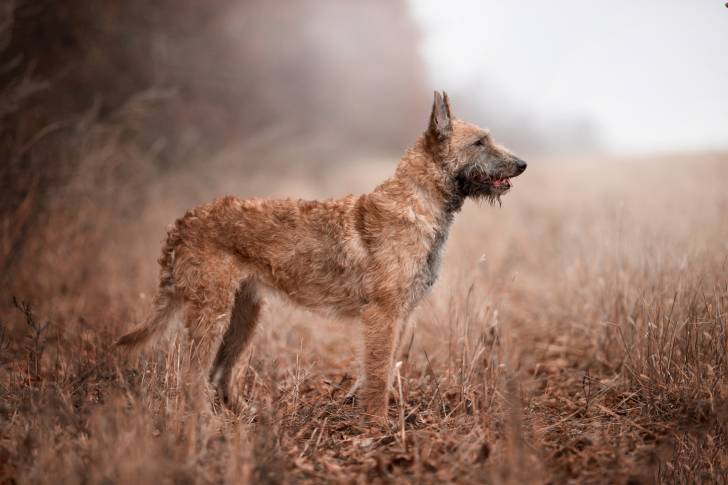 Photo Berger Belge Laekenois