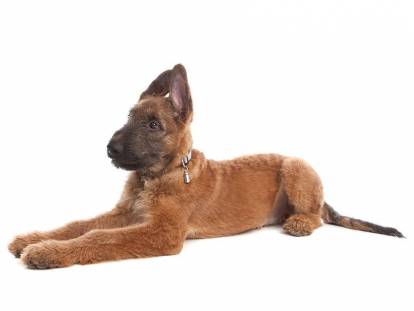 Photo Berger Belge Laekenois