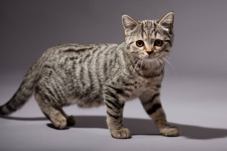 Photo Scottish Straight