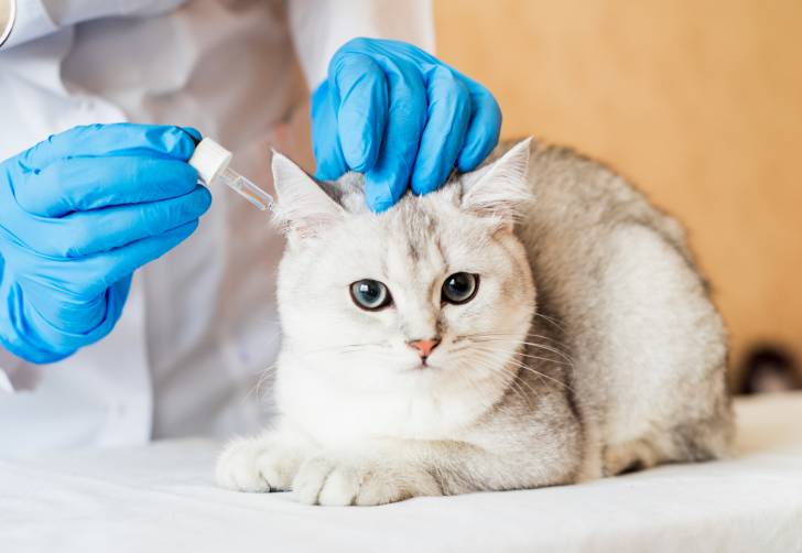 Un vétérinaire applique un produit antiparasitaire sur un Scottish Straight chinchilla