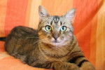 American Shorthair - American Shorthair