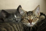 American Shorthair - American Shorthair