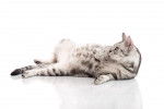 Photo American Shorthair