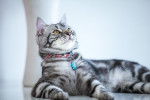 Photo American Shorthair