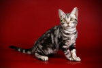 Photo American Shorthair