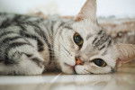 Photo American Shorthair