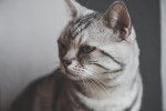 Photo American Shorthair