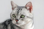 Photo American Shorthair