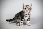 Photo American Shorthair