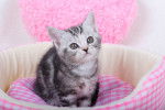 Photo American Shorthair