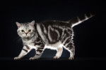 Photo American Shorthair