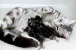 Photo American Shorthair