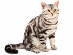 Photo American Shorthair