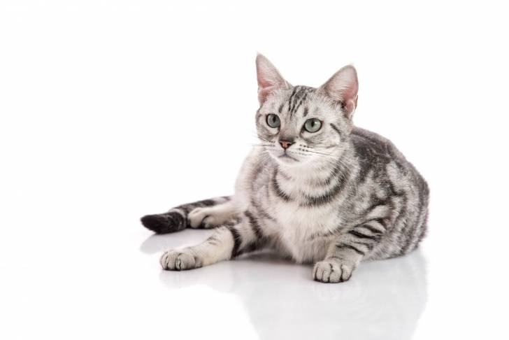 Photo American Shorthair