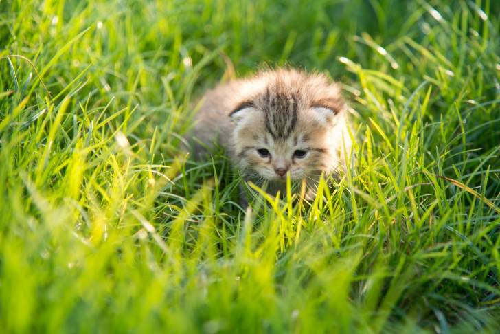 Photo American Shorthair