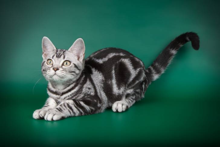 Photo American Shorthair