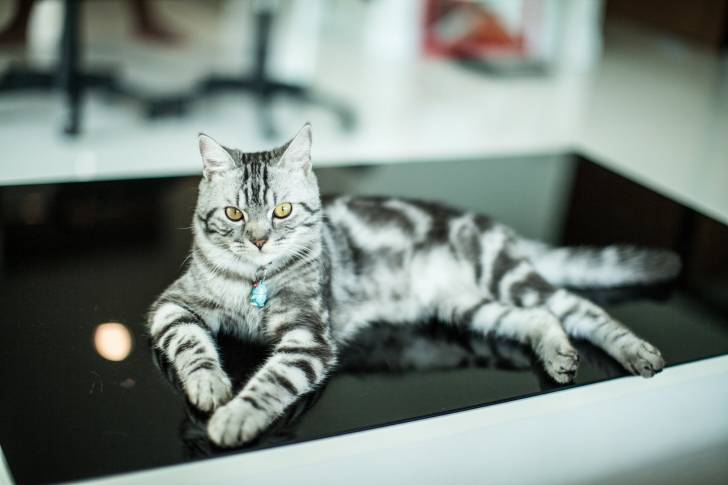 Photo American Shorthair